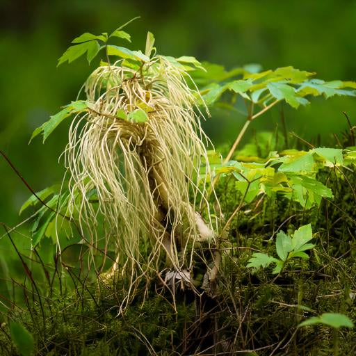 Ginseng Powder Siberian