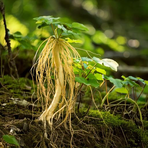 Ginseng Powder Siberian