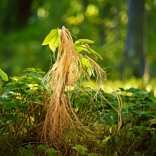 Ginseng Powder Siberian