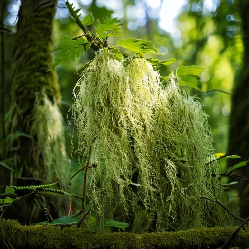 USNEA TINCTURE