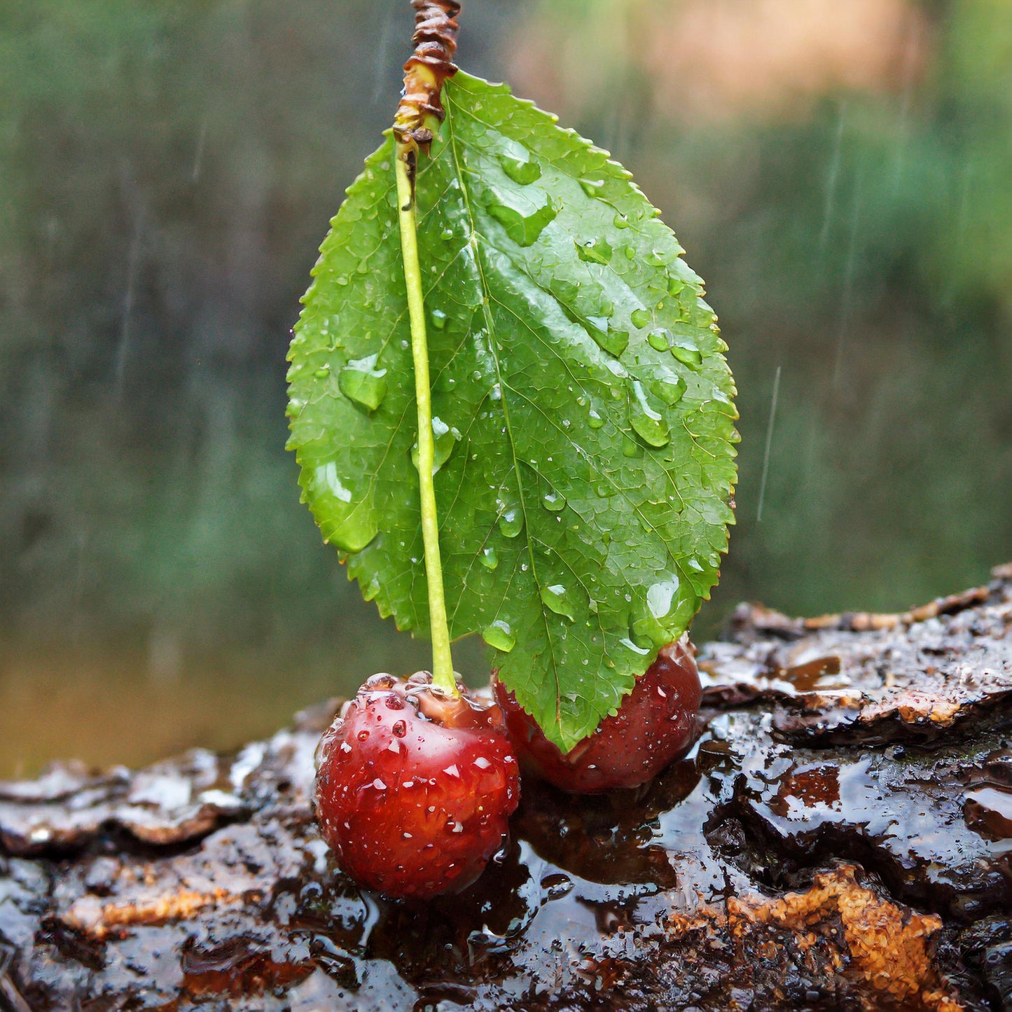 Wild Cherry Bark Cut