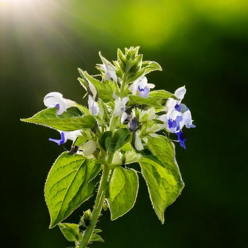 Eyebright Herb Powder