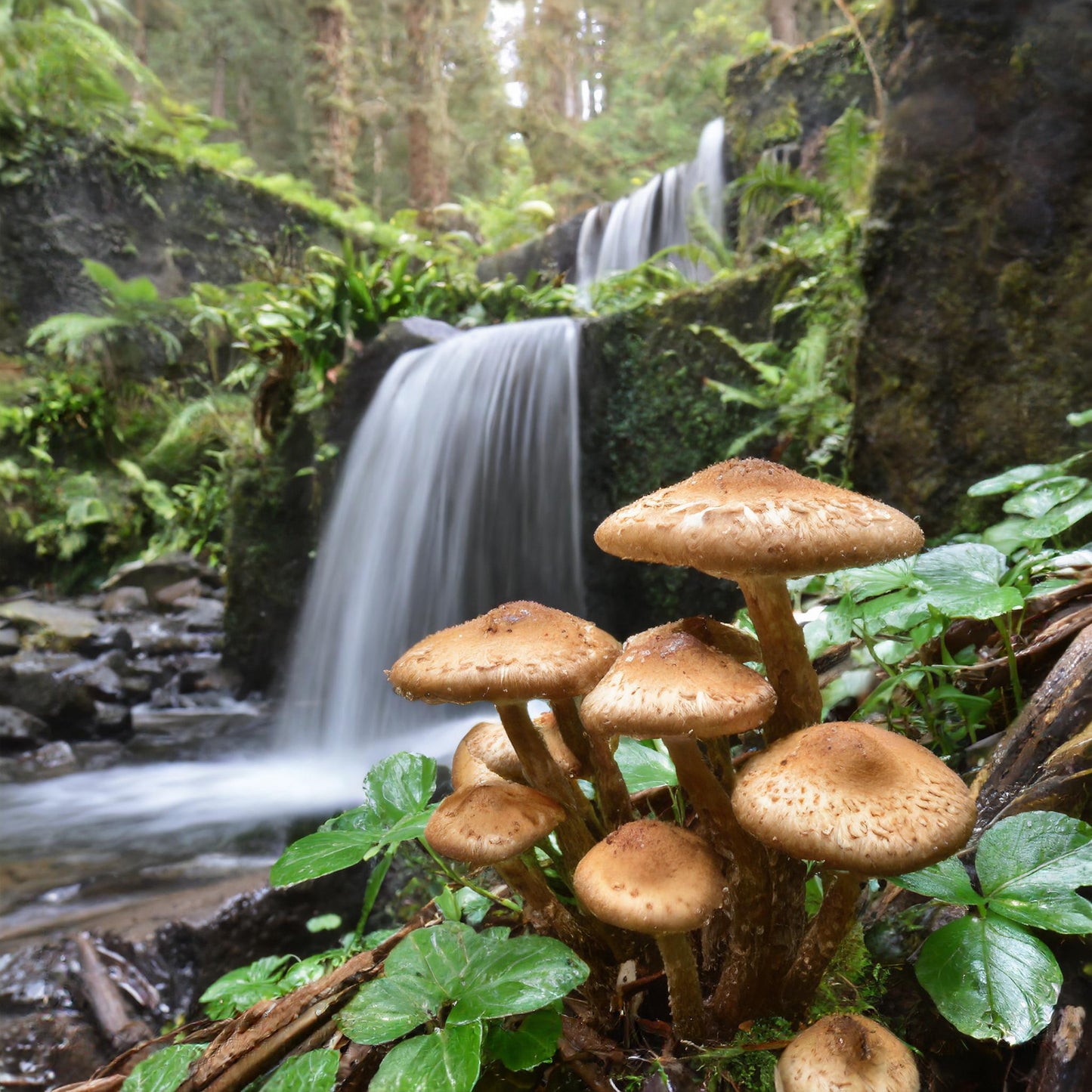 Shitake Mushroom