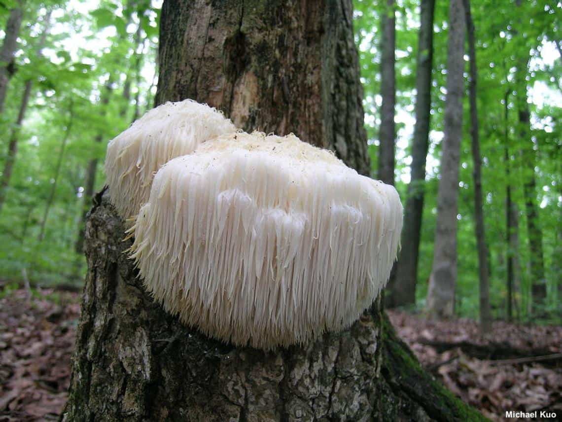 Lions Mane Mushroom