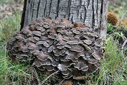 Maitake - Botanical Sage