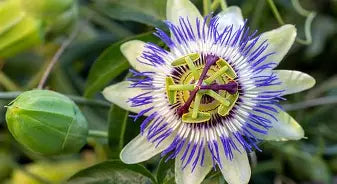 PASSION FLOWER