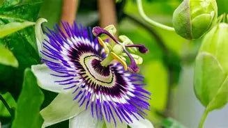 PASSION FLOWER