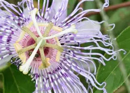PASSION FLOWER