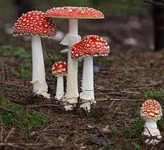 AMANITA CAPSULES