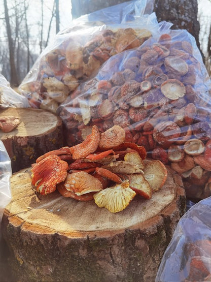AMANITA MUSCARIA / FLY AGARIC