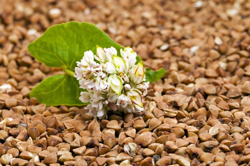 Buckwheat Hulls