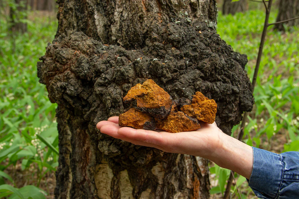 Chaga Mushroom