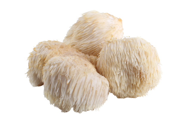 Lions Mane Mushroom