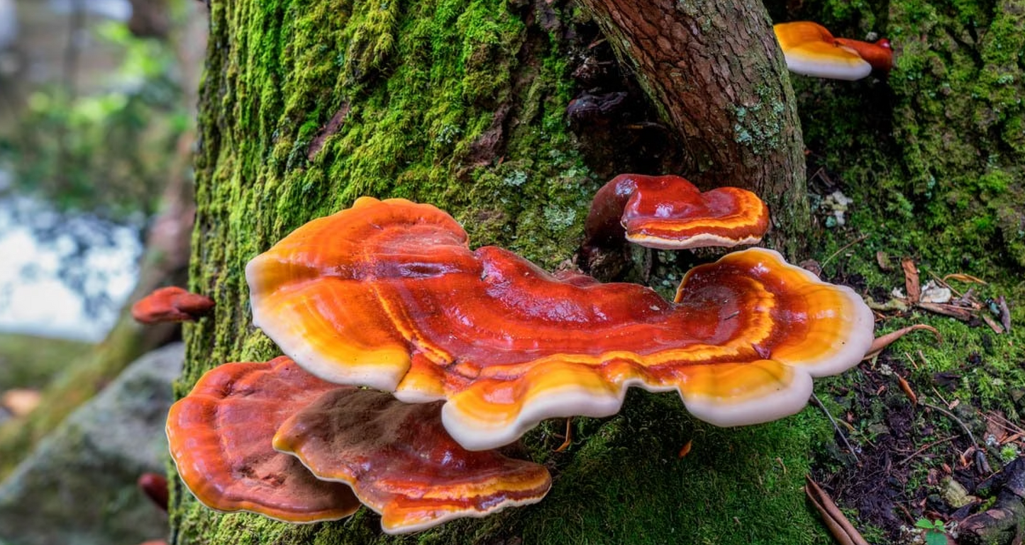 REISHI ( GANODERMA LUCIDUM)