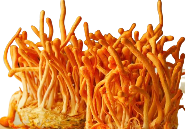 Cordyceps Sinensis SLICED - Botanical Sage