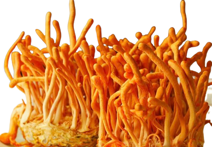 Cordyceps Sinensis SLICED - Botanical Sage