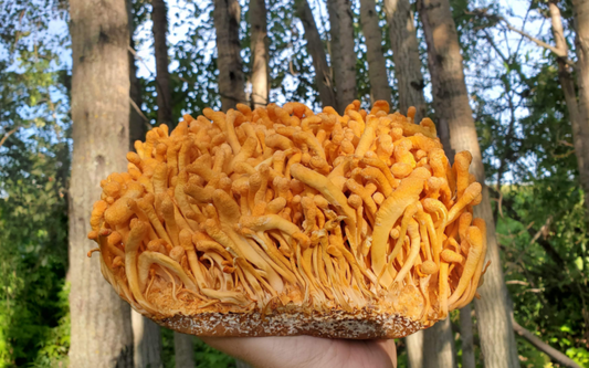 Cordyceps Sinensis SLICED - Botanical Sage