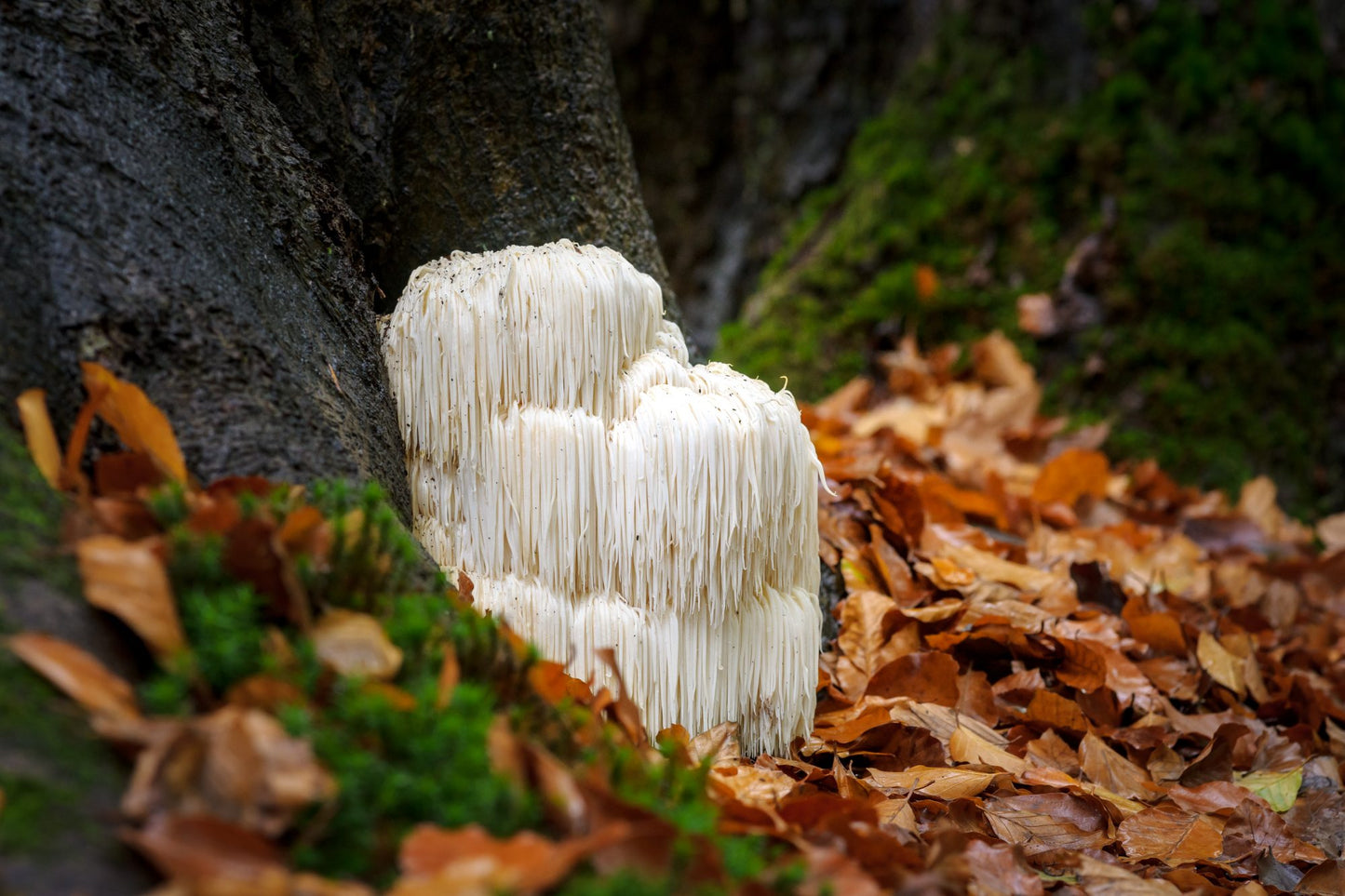 Lions Mane Mushroom