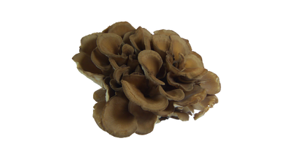 Maitake - Botanical Sage